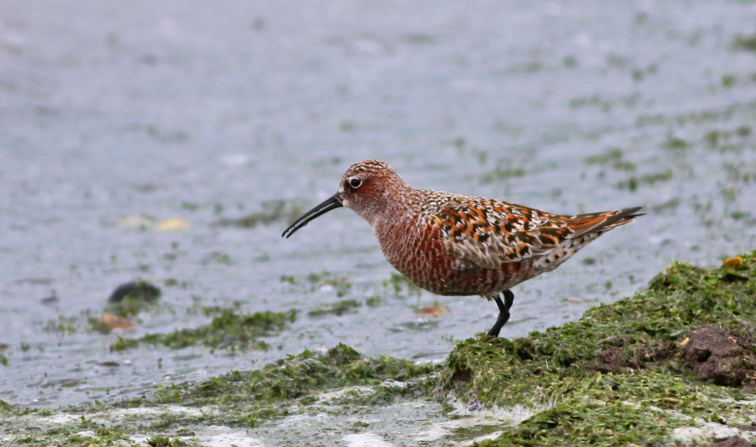Curlew Sandpiper — Ana fotoğraf